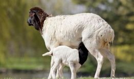 羊交配视频,自然繁殖的生动展示